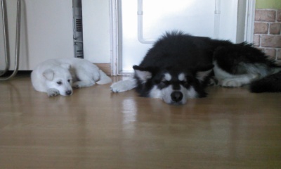 대구말라뮤트실종되었습니다..