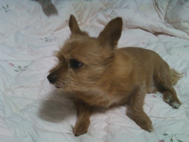 서울시 광진구 자양동과 건대입구 사이에서 8살된 요크셔테리아 믹스....제니를 잃어버렸습니다! 