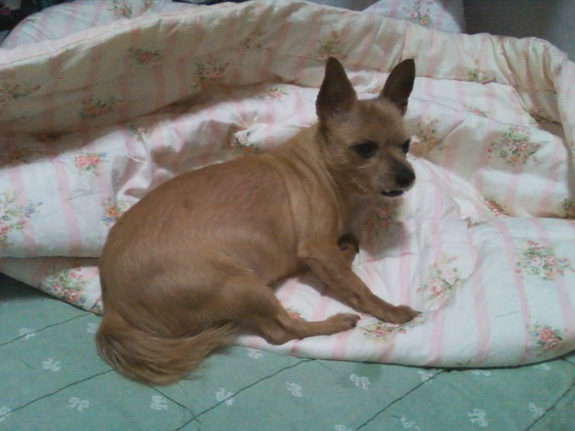 서울시 광진구 자양동과 건대입구 사이에서 8살된 요크셔테리아 믹스....제니를 잃어버렸습니다! 