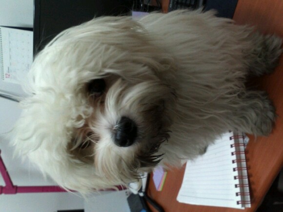 경주 동천동에서. 말티즈 흰색 강아지