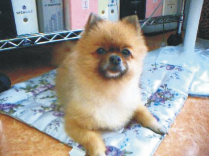 서울 강동구 천호동 포메리안 돈돈이 찾습니다. 