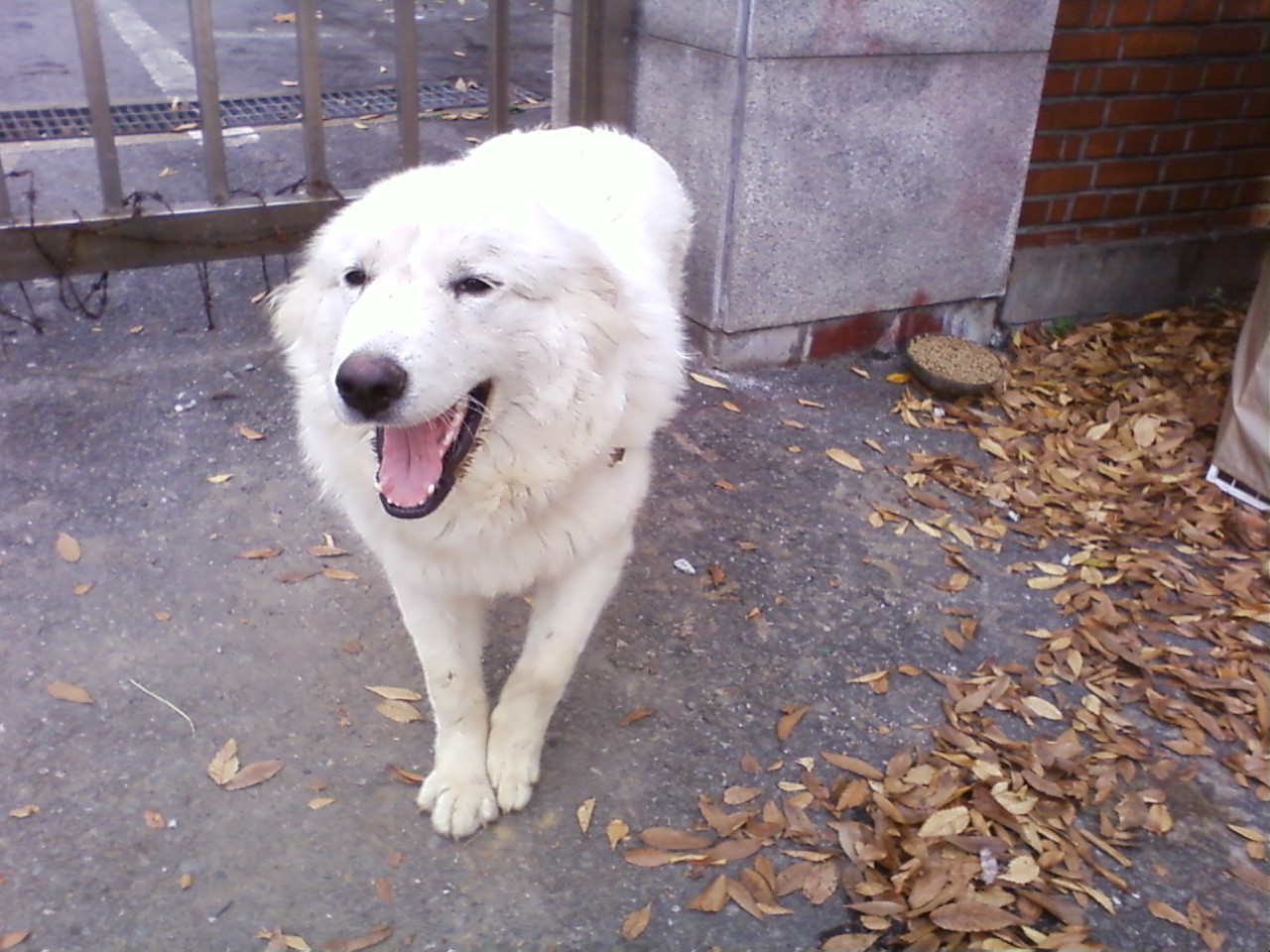 양평동에서 강아지가 나갔습니다.