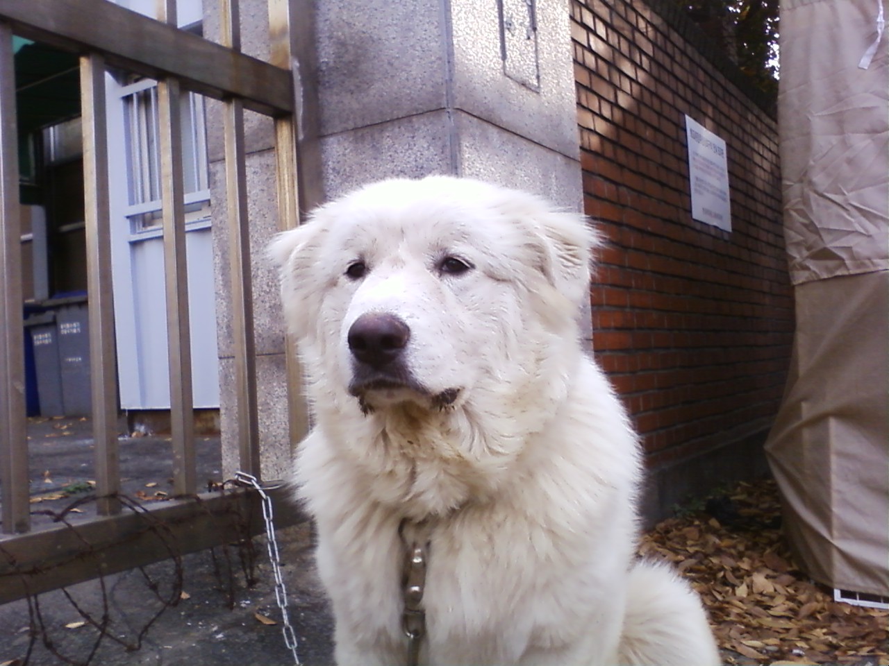 양평동에서 강아지가 나갔습니다.