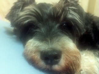 송파구 삼전동 슈나우져  찾아요~