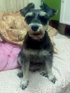 송파구 삼전동 슈나우져  찾아요~