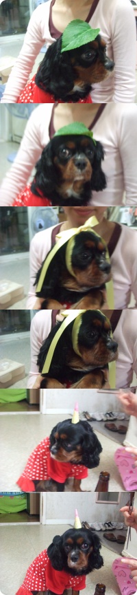 [경기도시흥시정왕동]까만강아지 우리콩지를찾습니다.