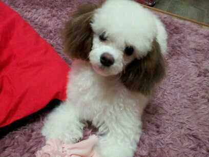 2011년 12월 16일 아침 8시경 경기도 부천 중동역 2번출구 부근에서 화이트푸들 남아를 잃어버렸어요