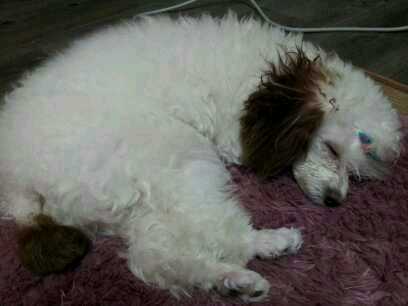 2011년 12월 16일 아침 8시경 경기도 부천 중동역 2번출구 부근에서 화이트푸들 남아를 잃어버렸어요