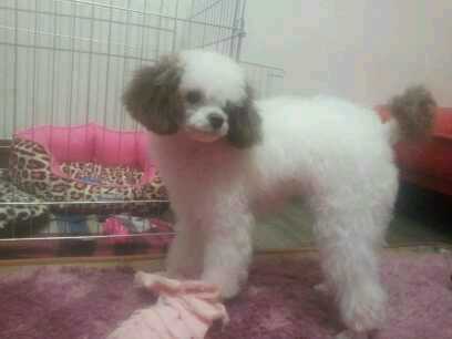 2011년 12월 16일 아침 8시경 경기도 부천 중동역 2번출구 부근에서 화이트푸들 남아를 잃어버렸어요