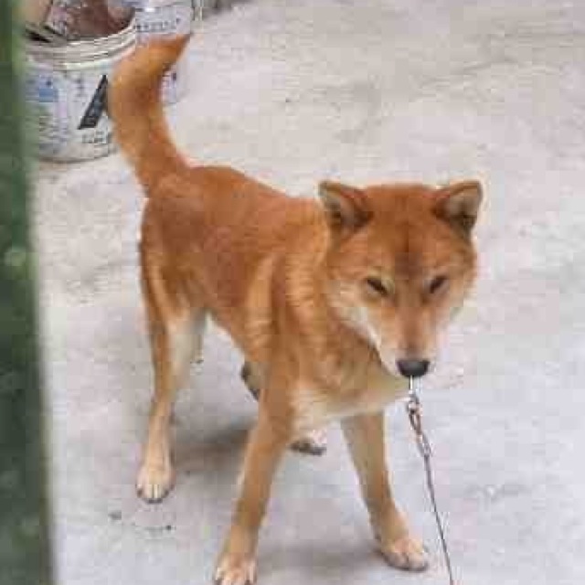 (서울)황구 곰돌이 찾습니다!!