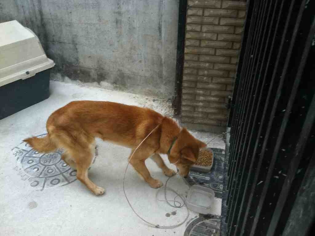 (서울)황구 곰돌이 찾습니다!!