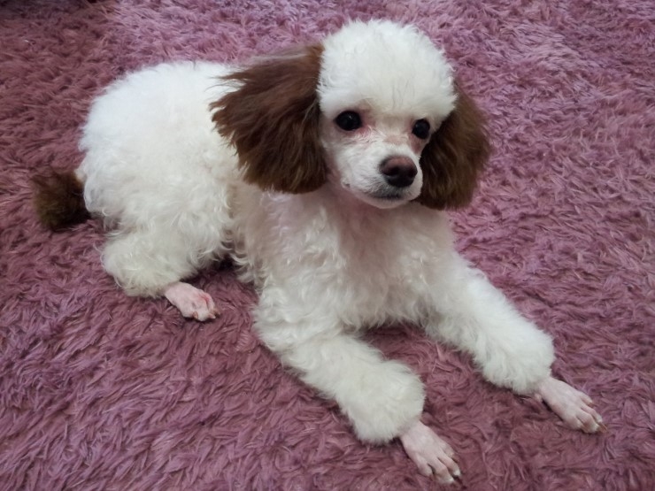 춘돌이를찾습니다. 귀.꼬리끝부분 갈색염색한 화이트푸들 남자아가입니다.