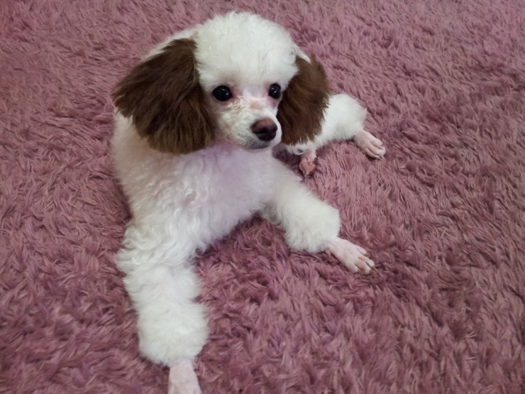 춘돌이를찾습니다. 귀.꼬리끝부분 갈색염색한 화이트푸들 남자아가입니다.