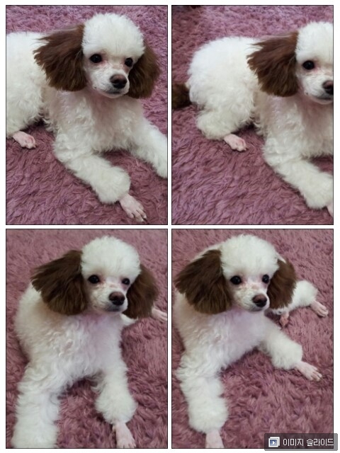 춘돌이를찾습니다. 귀.꼬리끝부분 갈색염색한 화이트푸들 남자아가입니다.