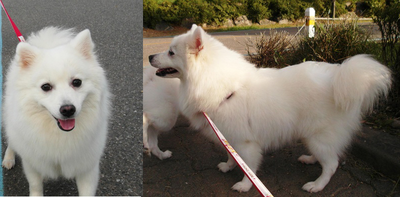 [사례금100만원]강남구대치동/스피츠여아/찌찌를 찾습니다. 도와주세요..제발..ㅠ