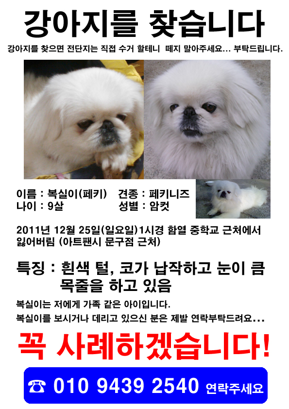 전북익산시함열 강아지를 찾습니다(흰색 페키니즈)