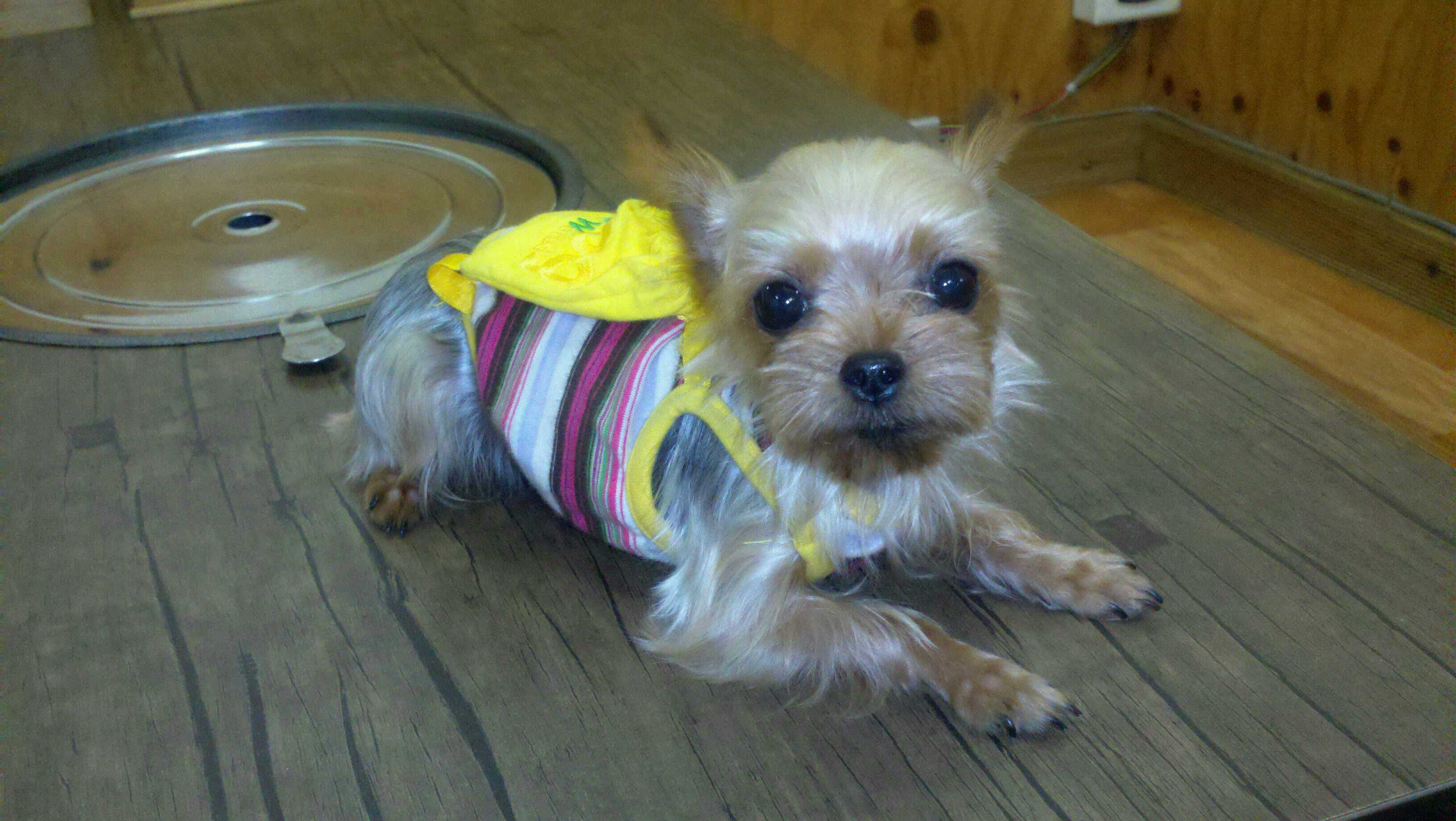 <<천안시 대흥동 CGV근처>>요크셔테리어 찾습니다!!