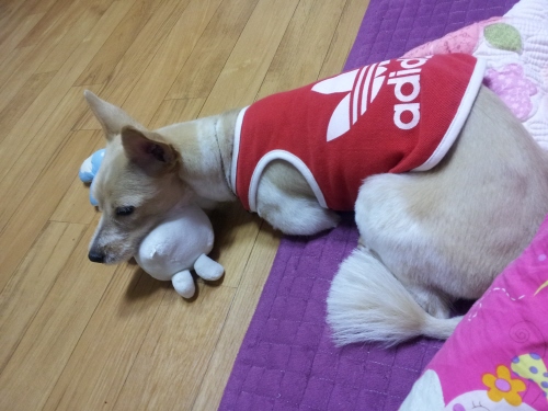 우리꼴통이좀 찾아 주세여 