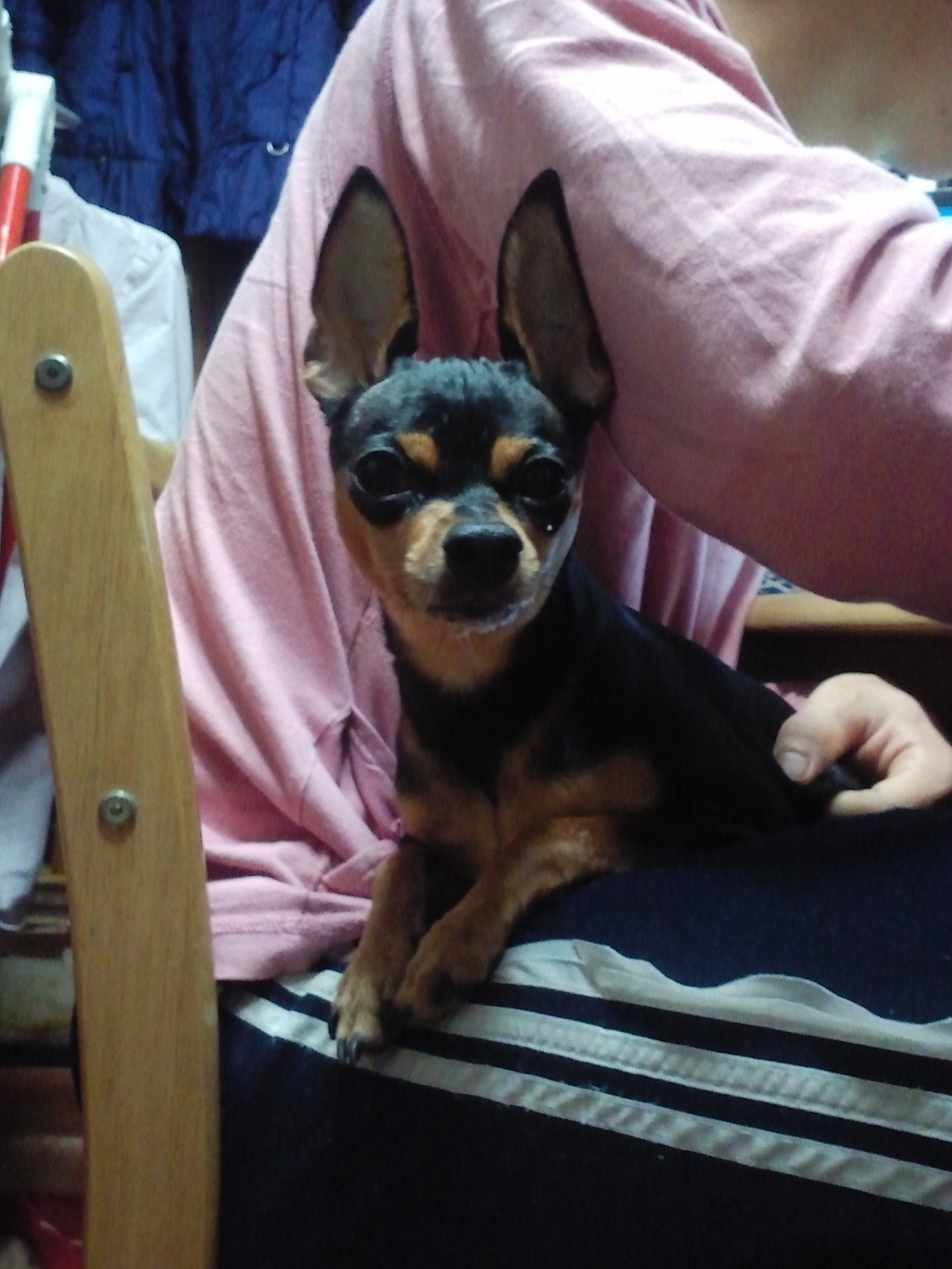 <서울 중랑구 면목동>미니핀 남아 찾습니다.제발 봐주세요!!