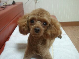 전라남도 목포시 갈색 푸들 쫑이 애타게 찾아요(사례금100만원)