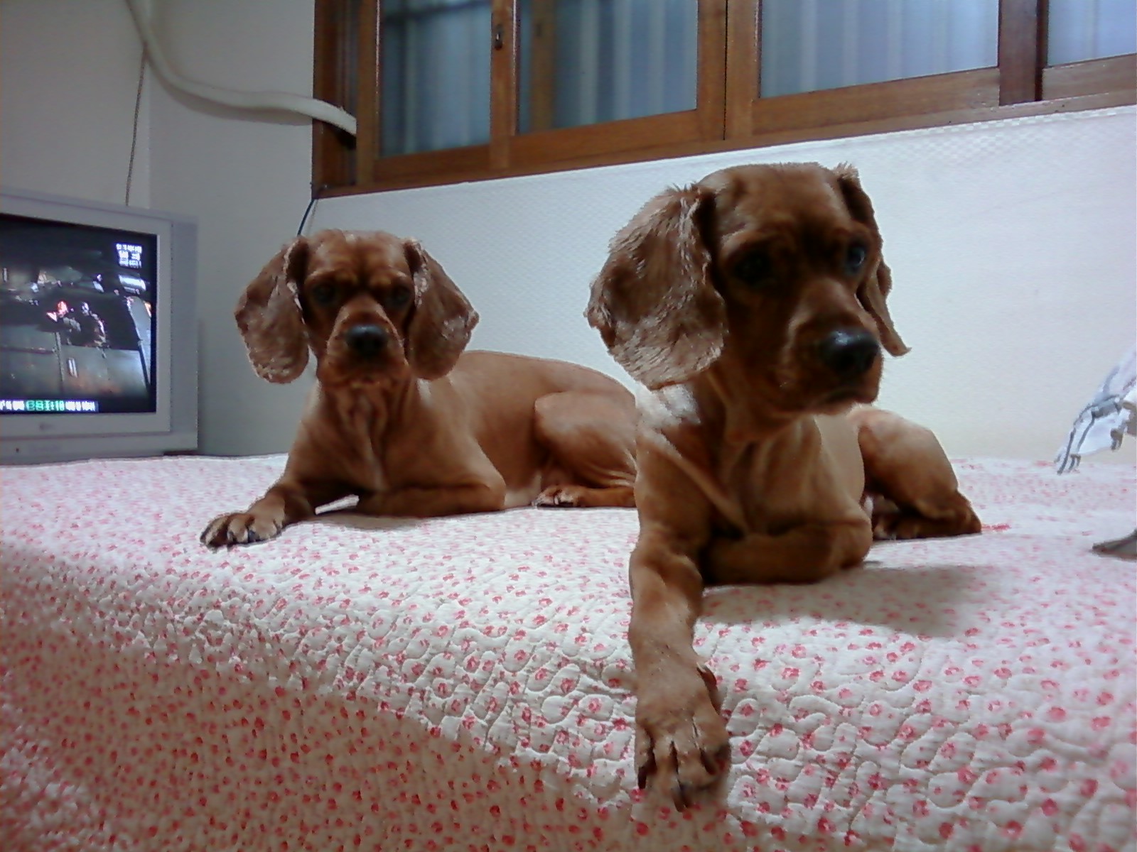 잉글리쉬 코카스파니엘 노원구 월계동