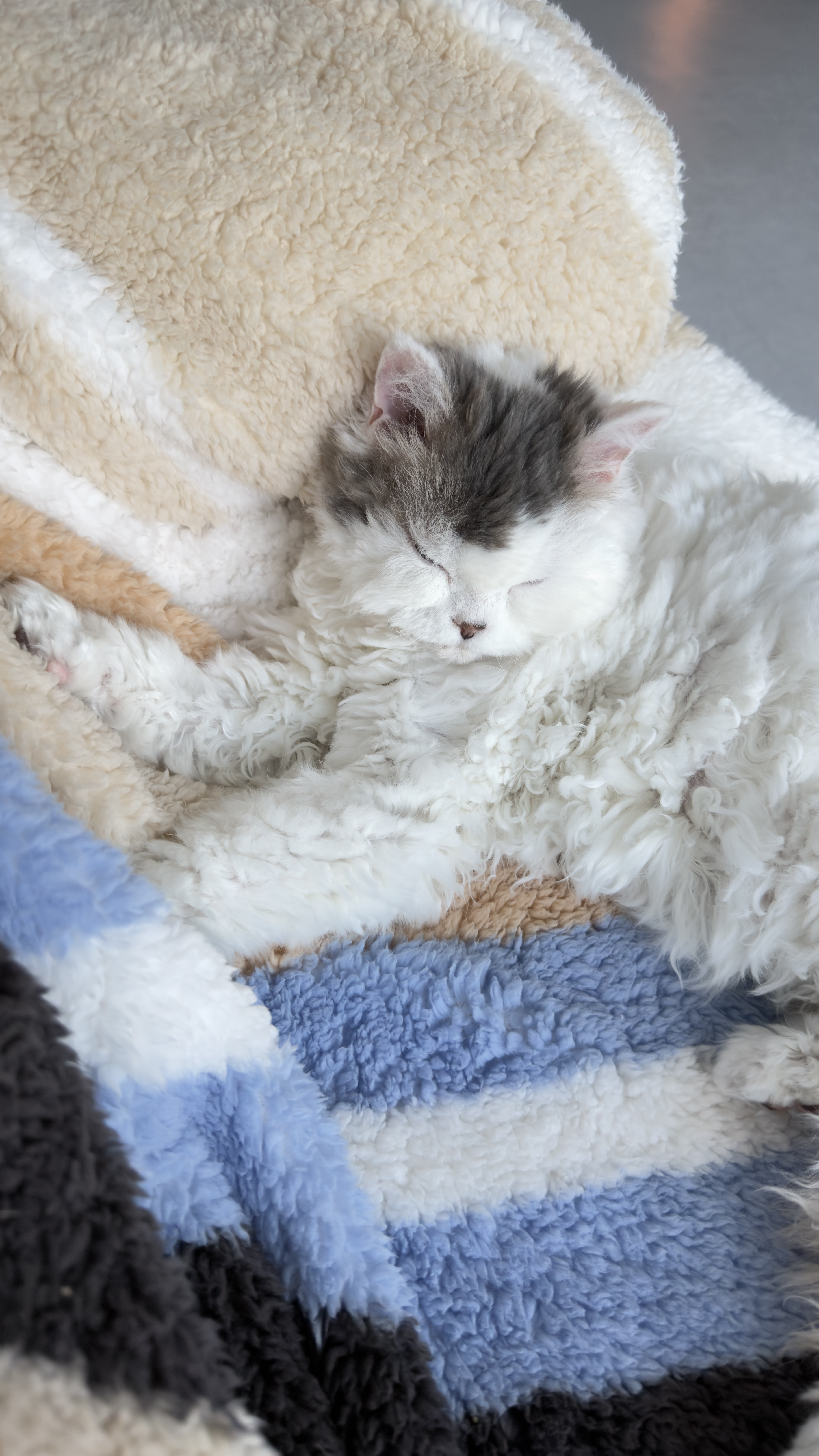 가루(구 루루) 입양 6개월차🩶