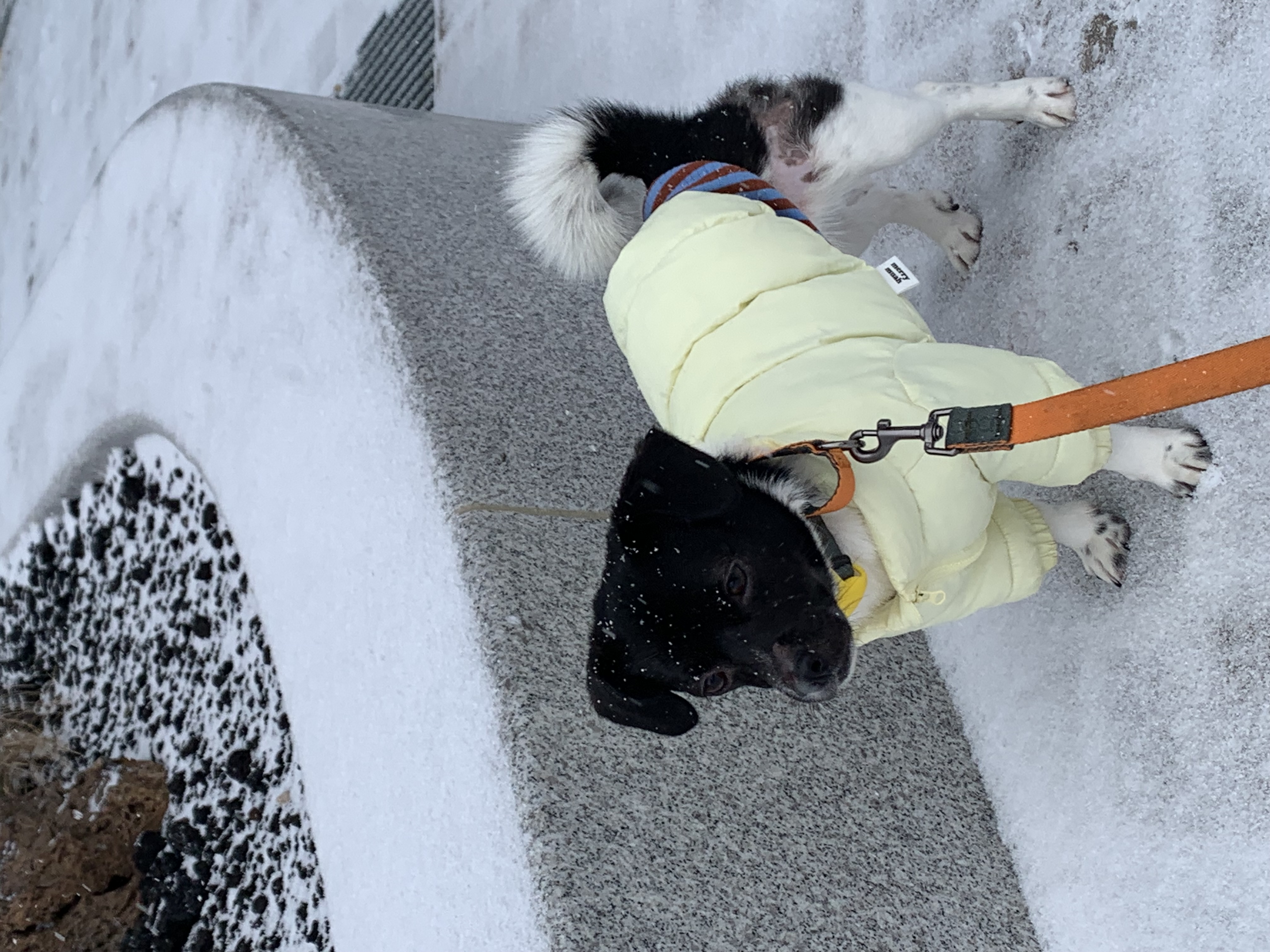 새숨이 입양전제 임시보호 한달차 후기