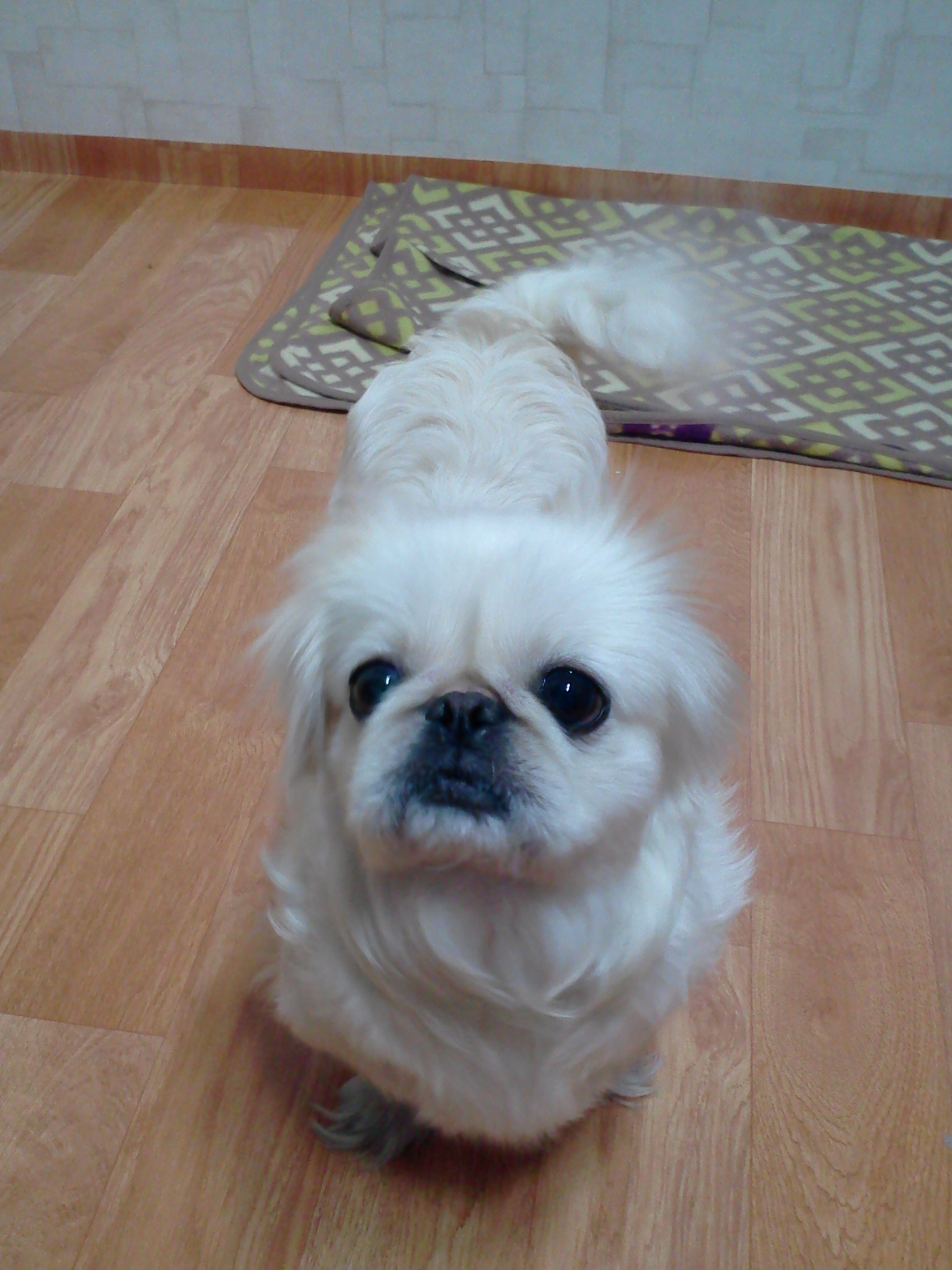 [서울 면목동]페키니즈 한마리 보호중입니다