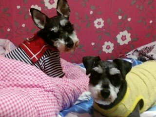 서울 강서구 공항동에서 슈나우저2마리 암,수컷 찾습니다.