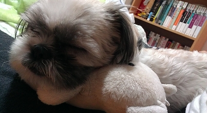 인천/시츄/암컷 찾아주세요!