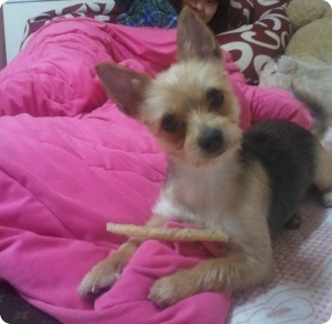 경기도 광명에서 잃어버린 아가찾아요.