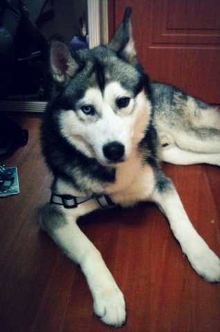 시베리안 허스키를 찾아요!!!