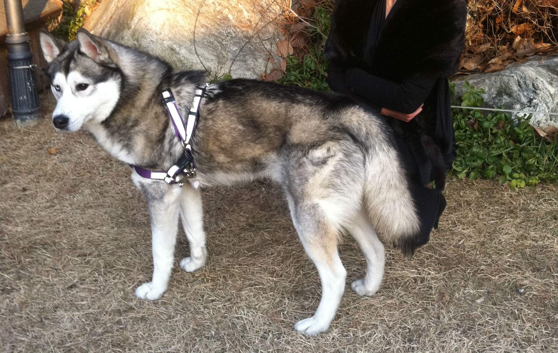 시베리안 허스키를 찾아요!!!