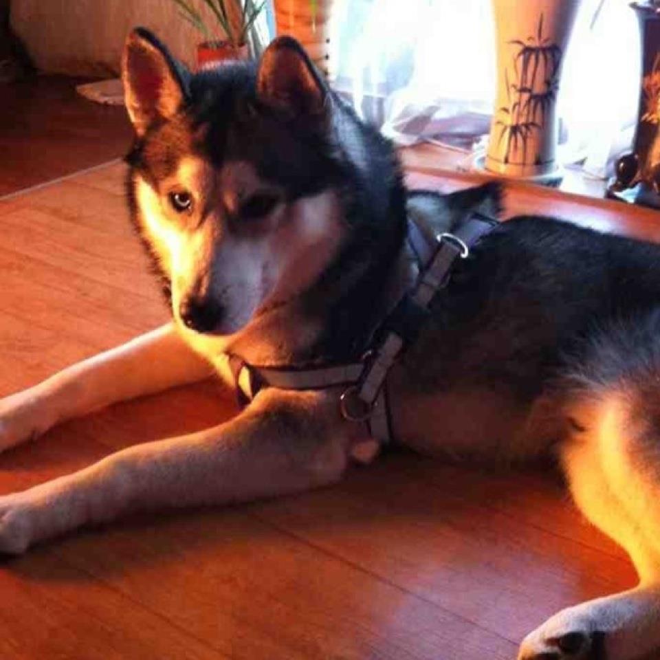 시베리안 허스키를 찾아요!!!