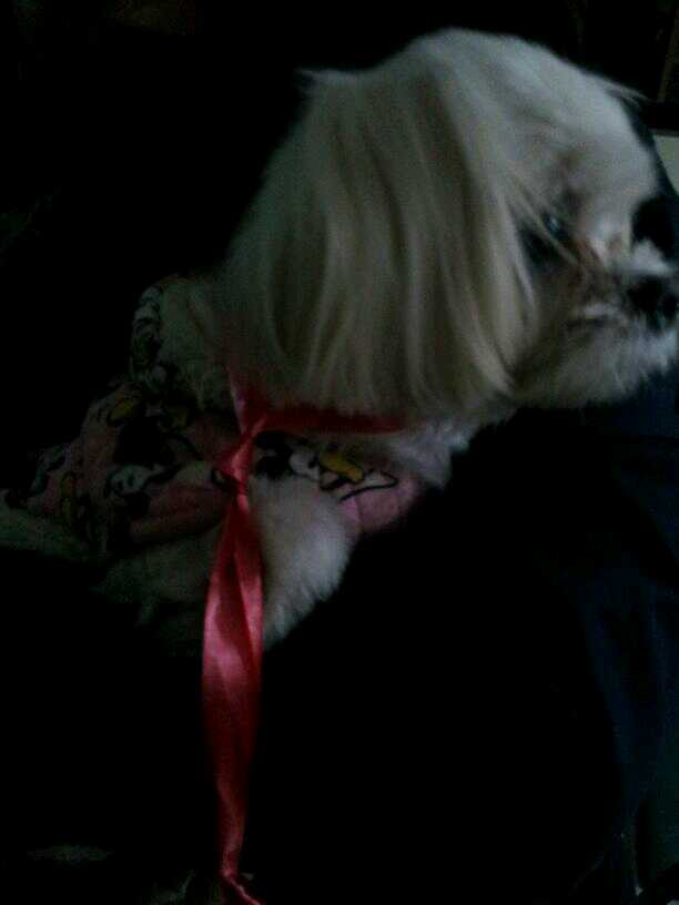 말티 아가 발견(화곡본동 시장)