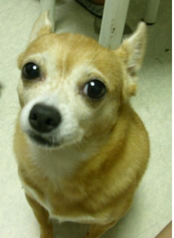 양천구 양천아파트에서 잃어버림