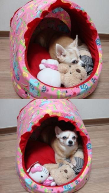 양천구 양천아파트에서 잃어버림