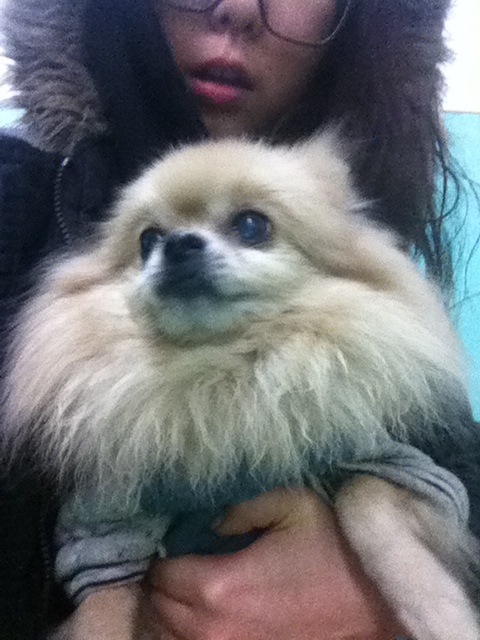 분당 오리역에서 포메라이언? 노견을 주웠어요