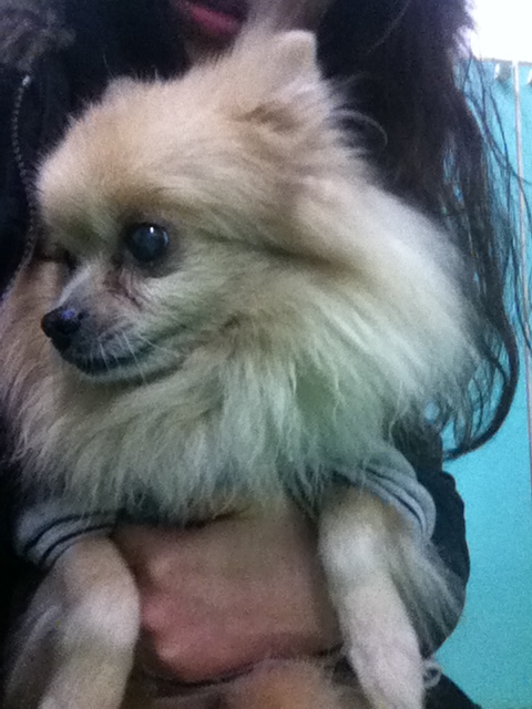 분당 오리역에서 포메라이언? 노견을 주웠어요