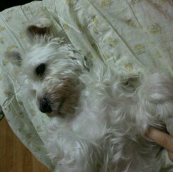 부산/사하구/감천동/화이트슈나우저/암컷/1살