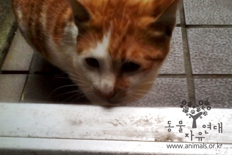 [D12-008관외] 길에서 새끼를 3마리를 낳고 다 잃은 죽전이