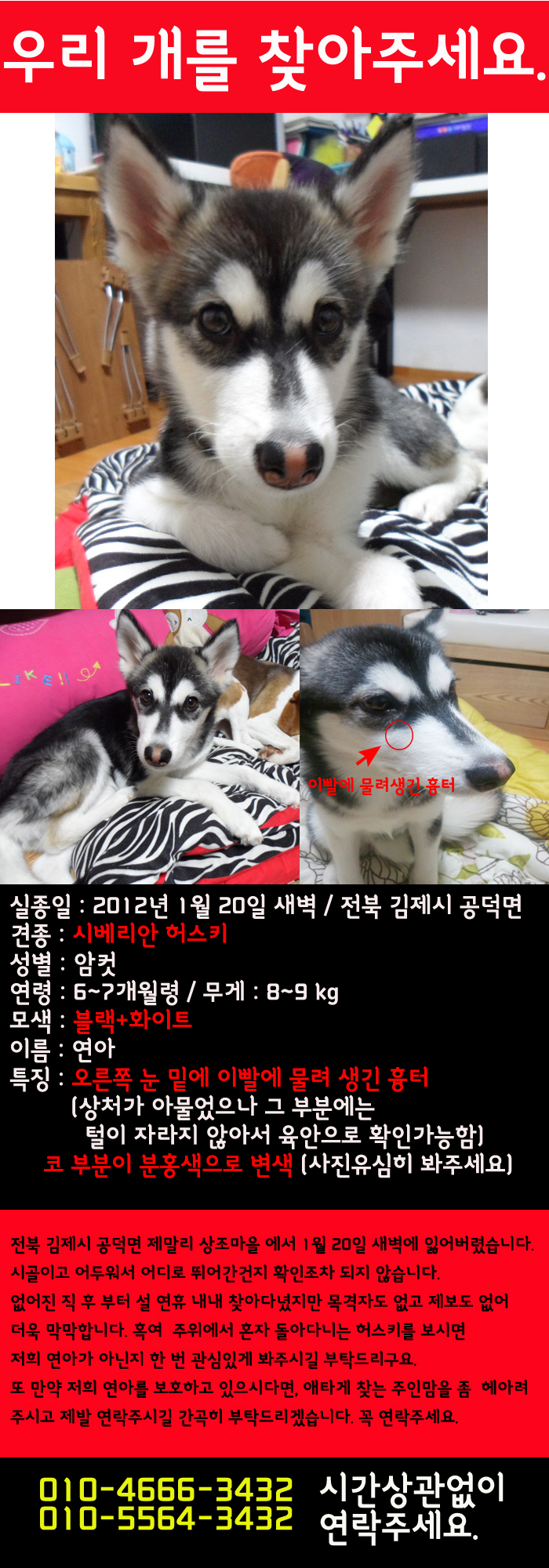 전북 김제에서 실종된 허스키 여아를 찾습니다.