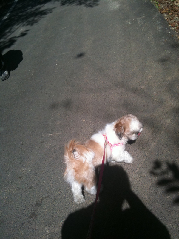 서울 중랑구 망우3동 시츄 (여) 찾습니다