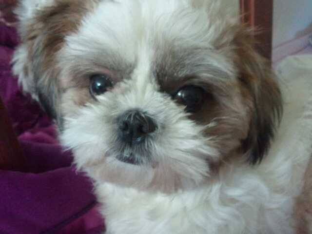 서울 중랑구 망우3동 시츄 (여) 찾습니다