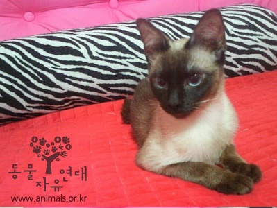 [D12-016관외] 주인의 사정으로 입양을 갈 수밖에 없는 청주 고양이들