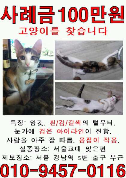 사례금 100만원 서초동 고양이 상습 유기사건에 희생된 고양이를 찾습니다.