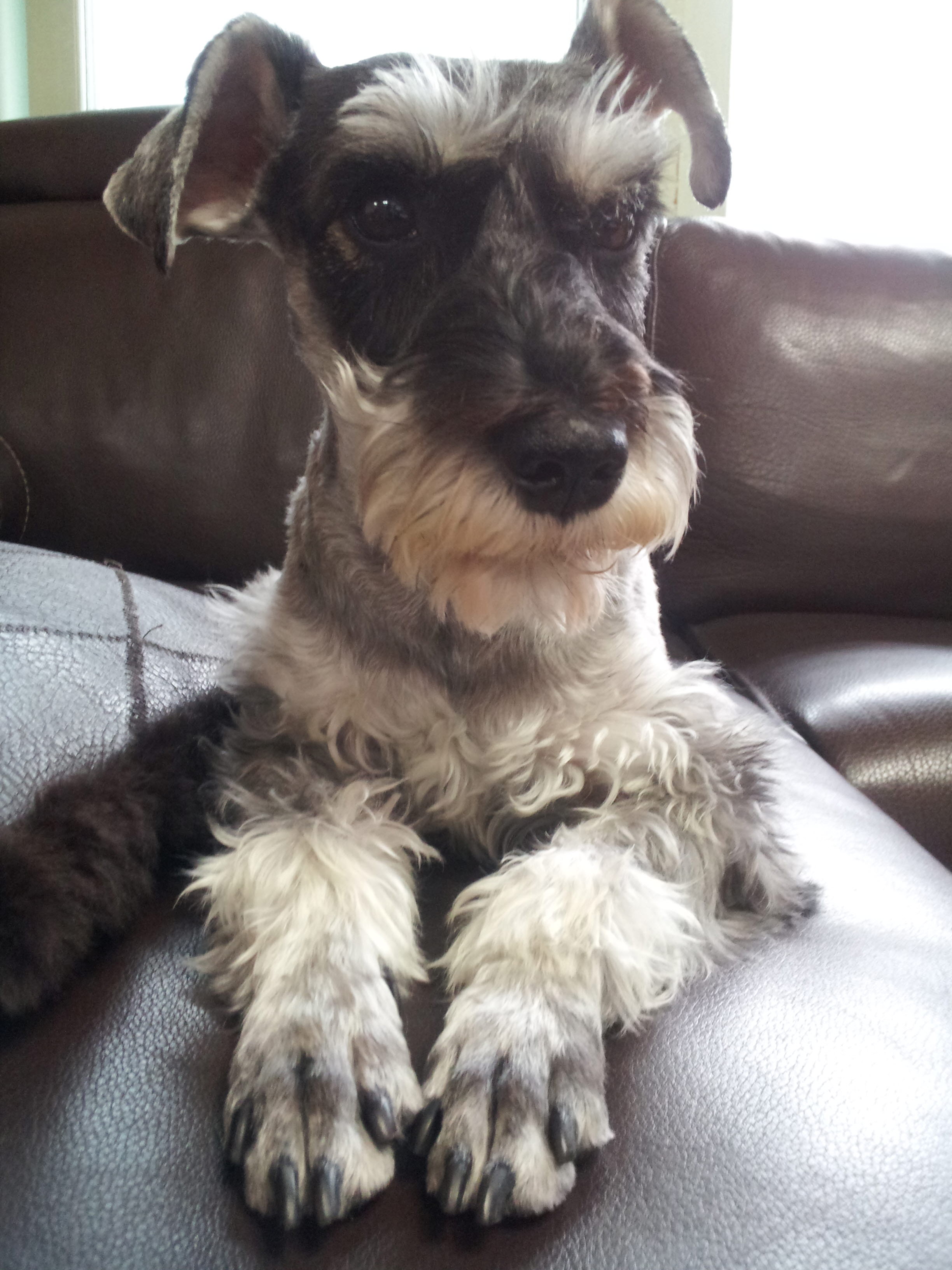 서울 마포구에서 잃어버린 강아지 찾습니다.