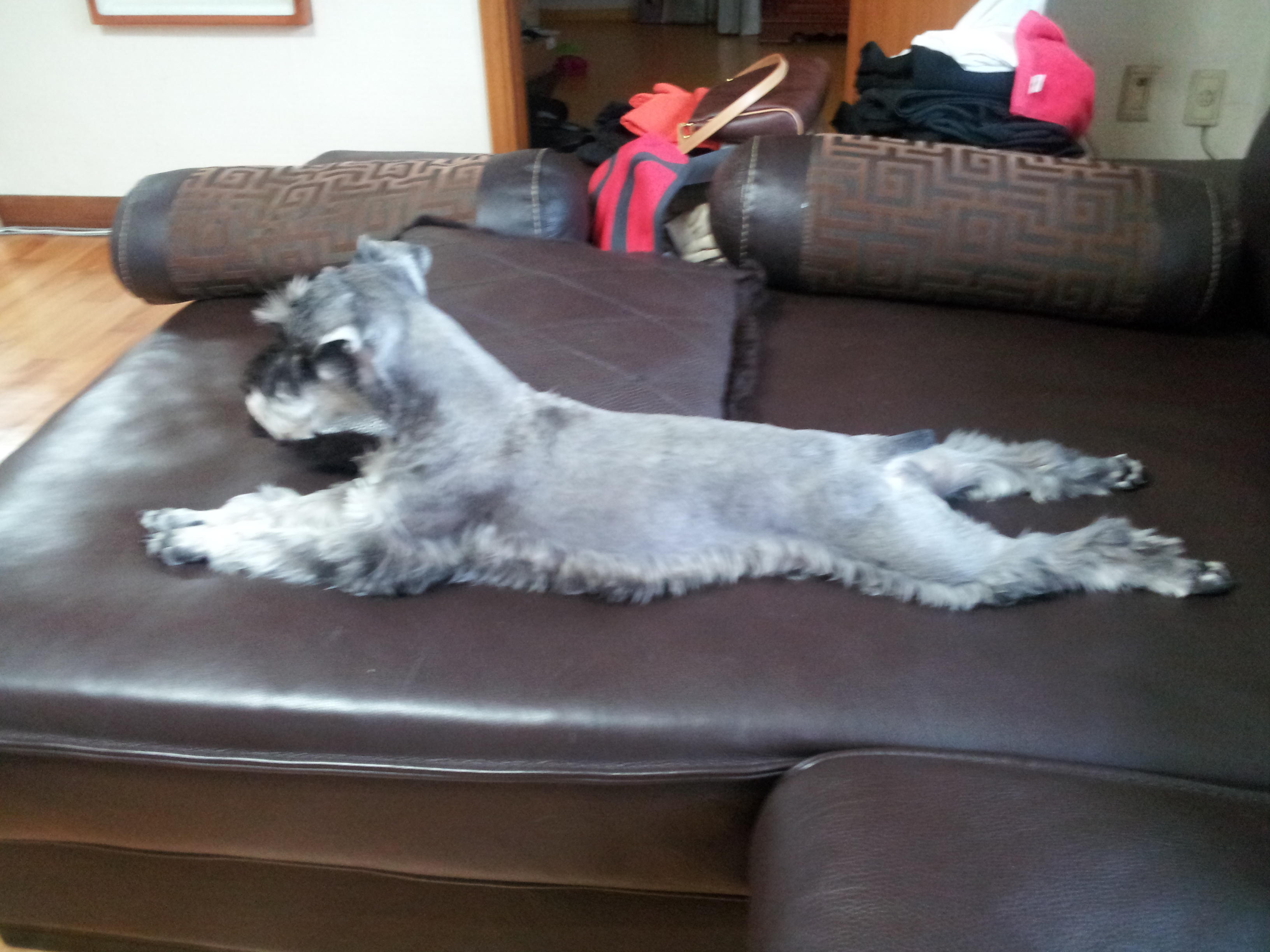 서울 마포구에서 잃어버린 강아지 찾습니다.