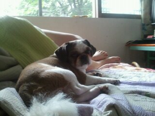 수컷 시츄 강아지를 찾습니다(사진有) 