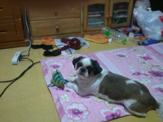 수컷 시츄 강아지를 찾습니다(사진有) 